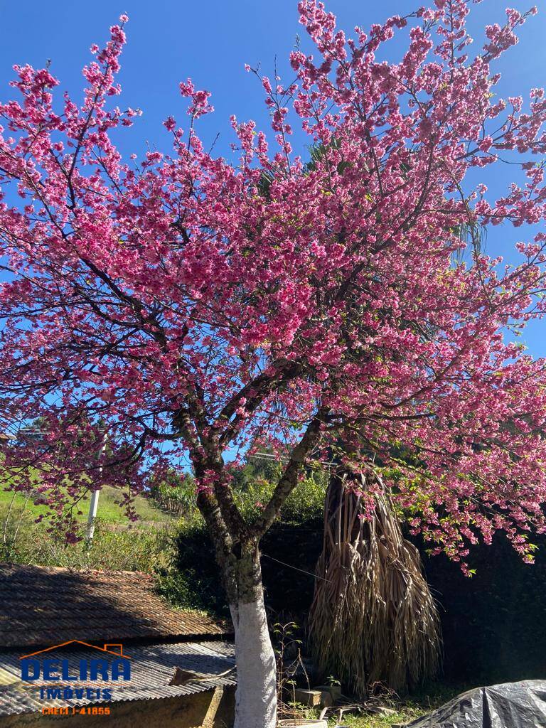 Sítio, 2 quartos, 2 hectares - Foto 37