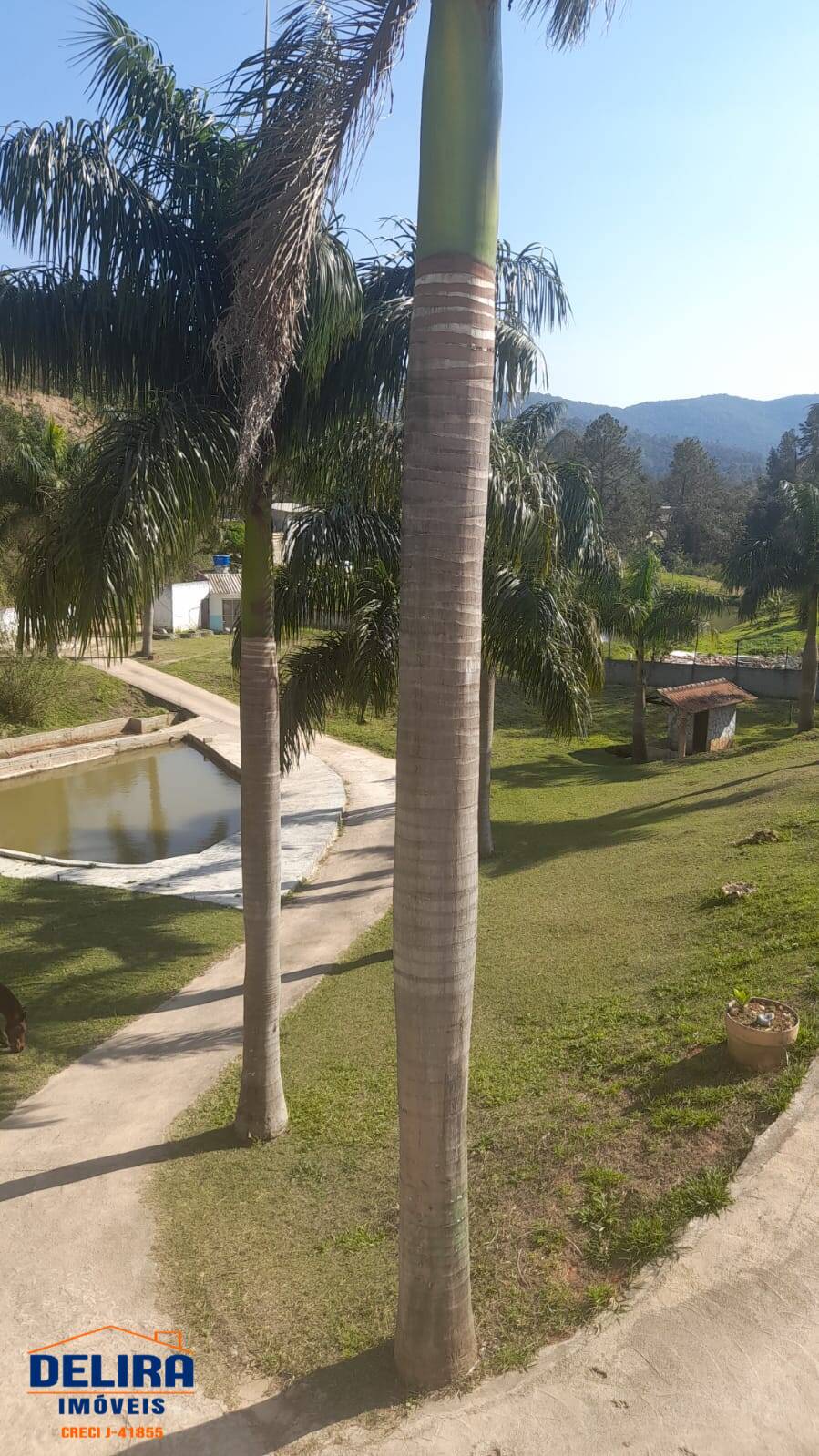 Chácara, 5 quartos, 3 hectares - Foto 4